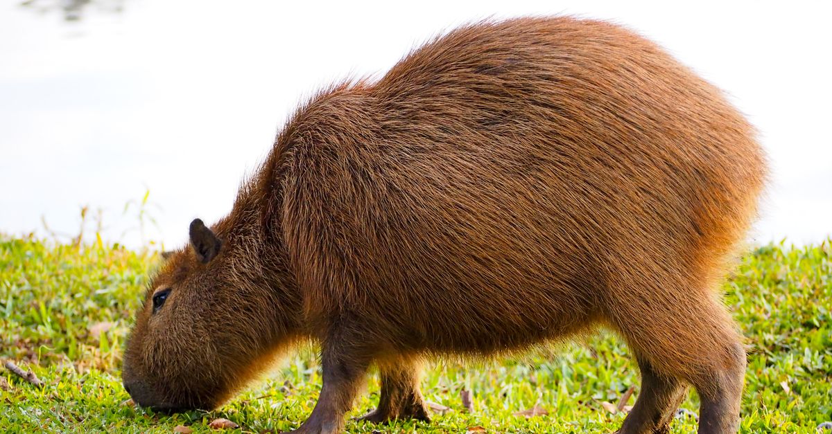 Uma capivara pasta pacificamente à beira de um lago no Paraná, Brasil, em meio a uma vegetação exuberante.