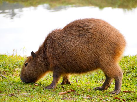 A capybara grazes peacefully by a lakeside in Paraná, Brazil amidst lush greenery.