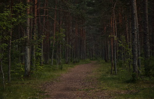 Free Peaceful forest trail surrounded by towering pine trees, perfect for nature walks. Stock Photo