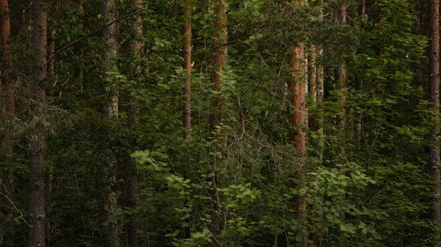 Explore the serene beauty of a lush green forest with dense foliage and tall trees.
