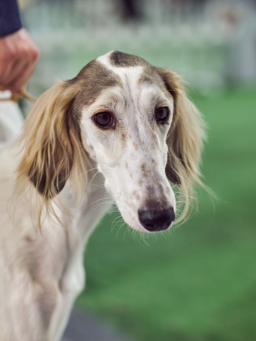 Free Close-up portrait of a Saluki dog in a park setting in Tbilisi, Georgia. Stock Photo