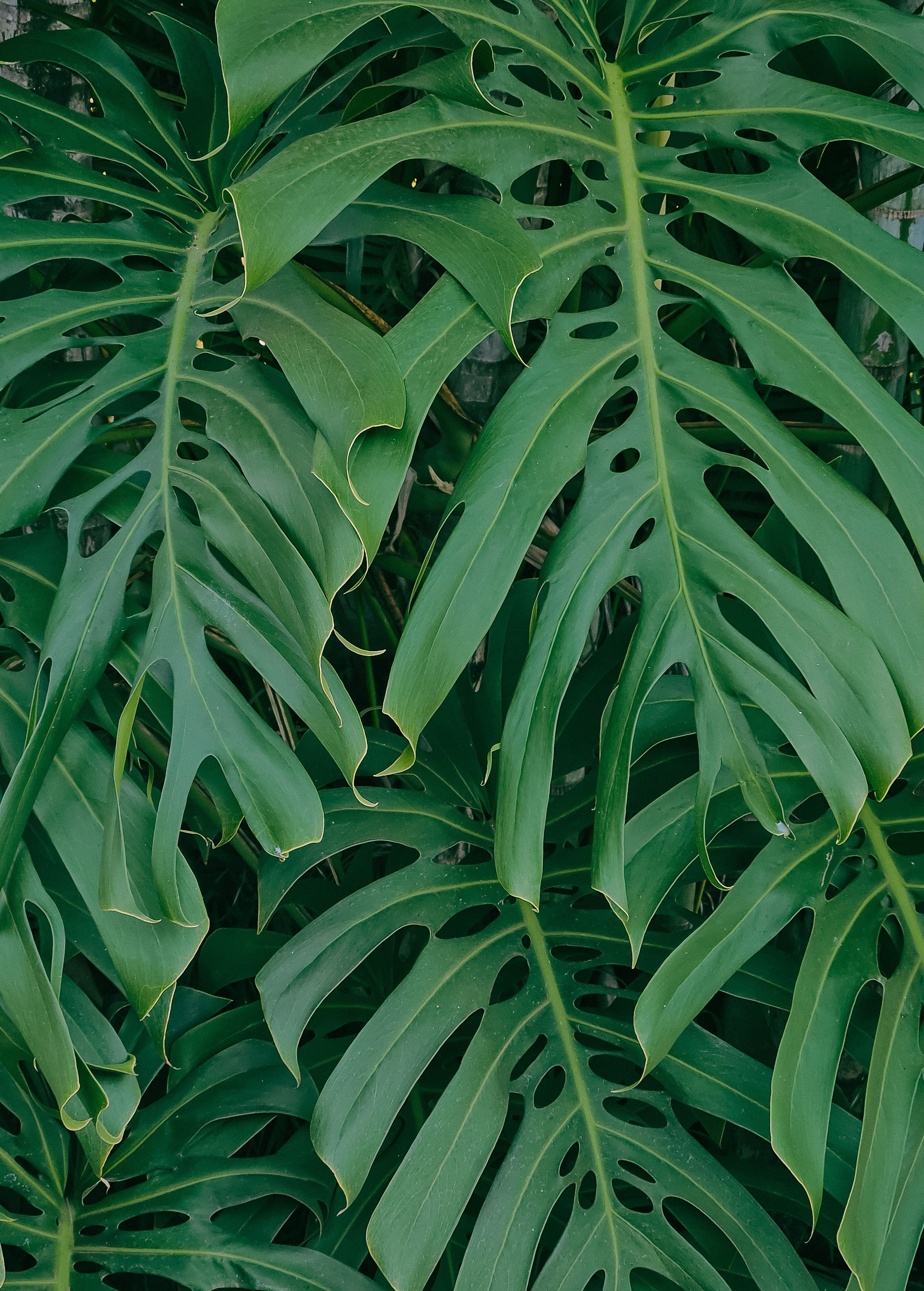 Daintree Rainforest Photos, Download The BEST