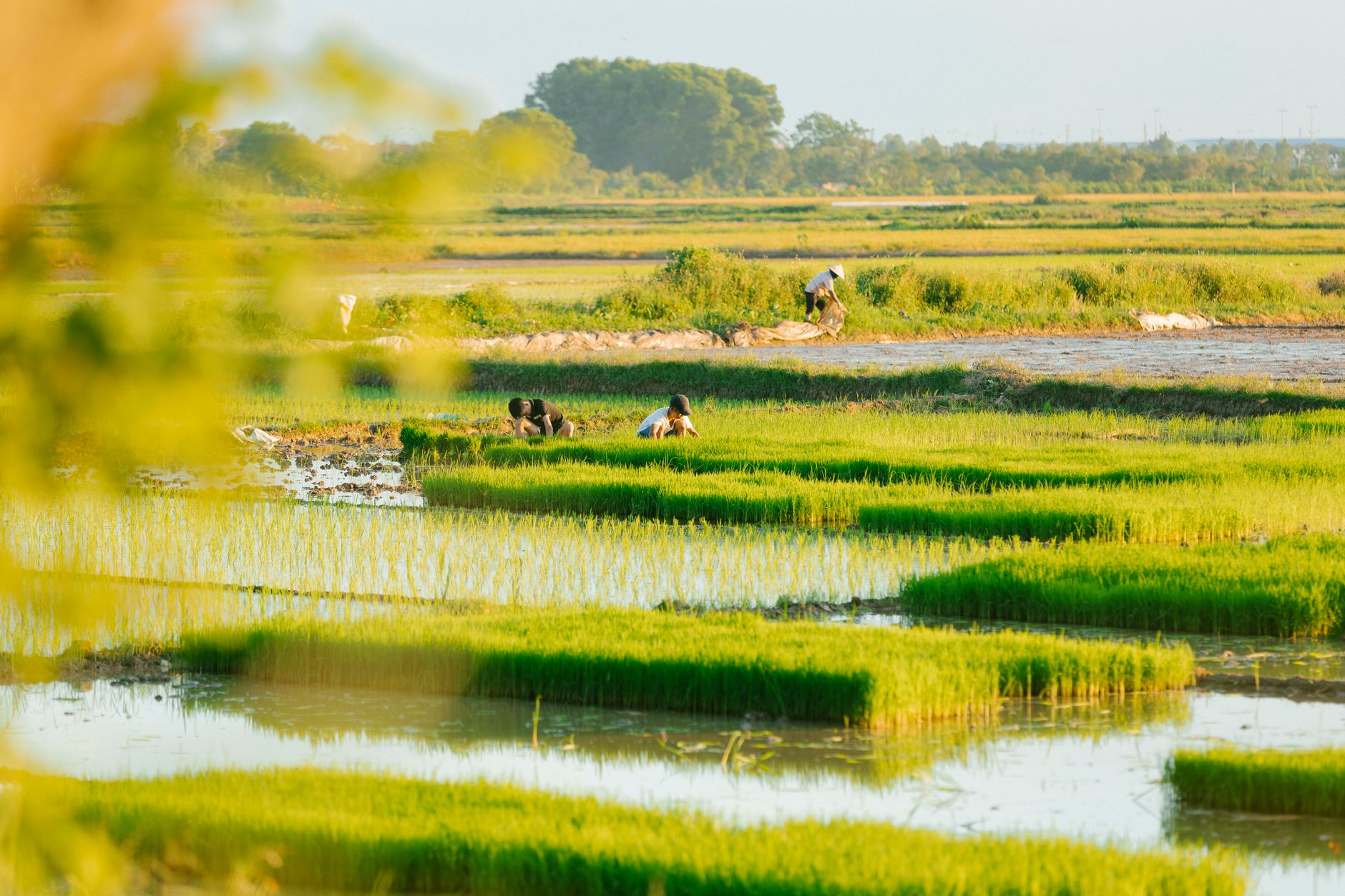 Champs de riz inondés à Andapa, travailleurs malgaches en activité de repiquage