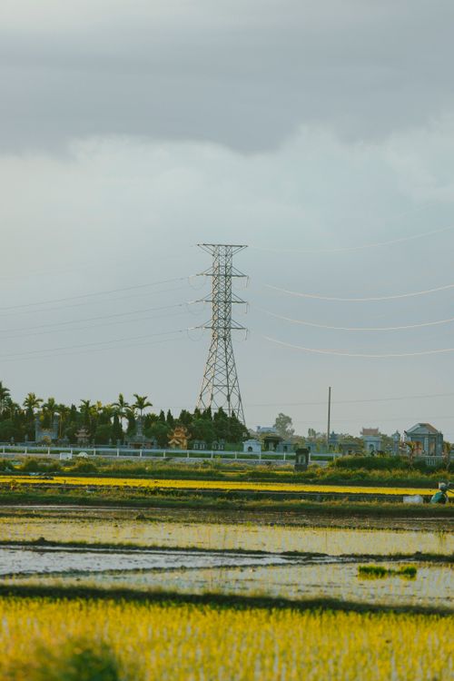 Free Serene rural landscape showcasing power lines over expansive rice fields under a cloudy sky. Stock Photo