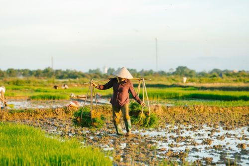 Free An Asian farmer wearing a conical hat works in a vibrant, green rice paddy under sunlight. Stock Photo