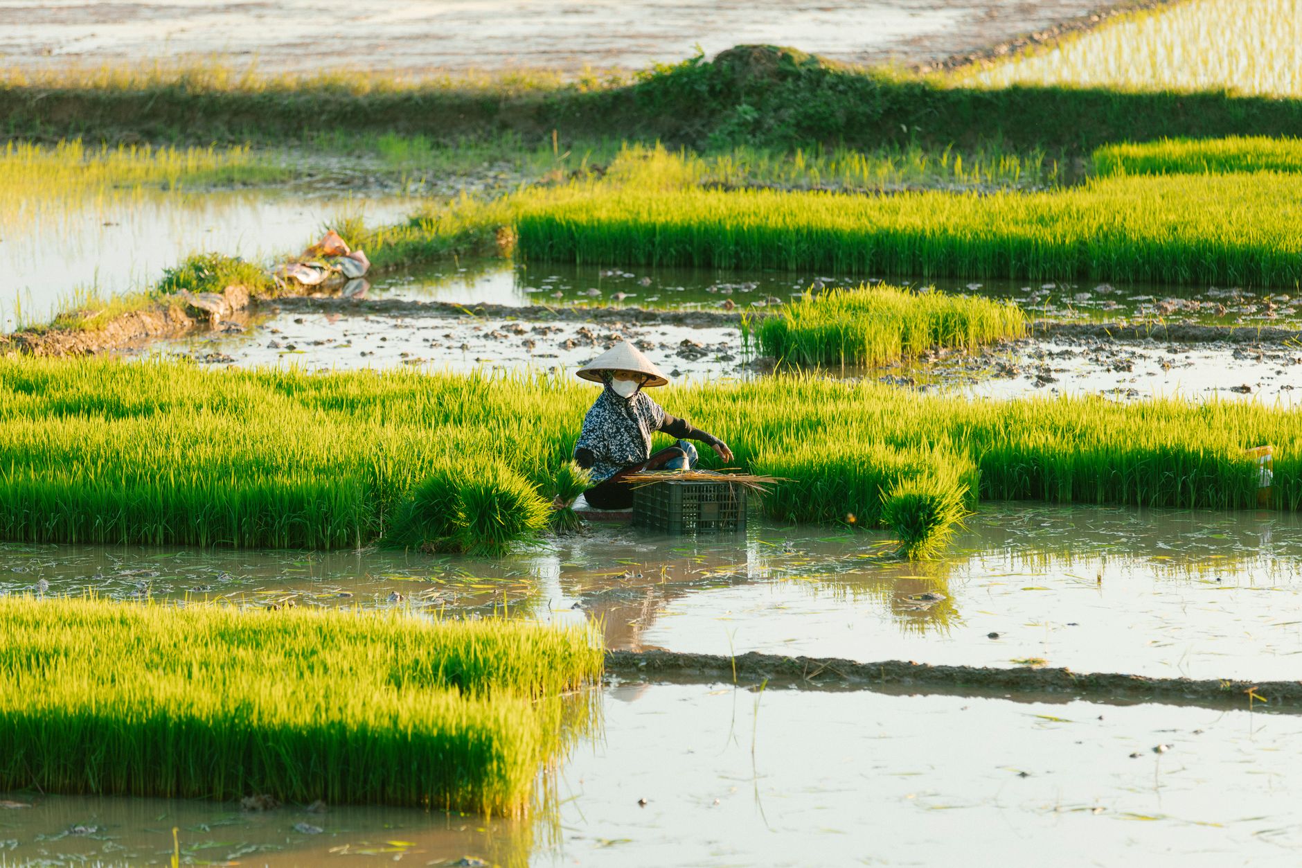 A farmer in a traditional hat tending to rice plants in a vibrant green paddy field.