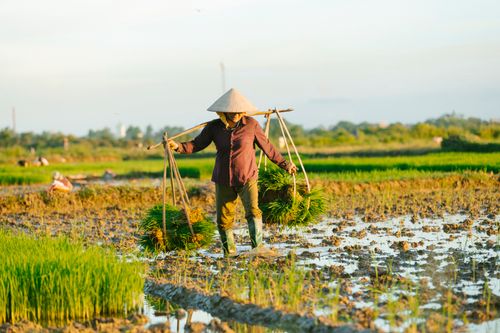 Free A farmer in traditional hat carries rice in a vibrant green paddy field under the sun. Stock Photo
