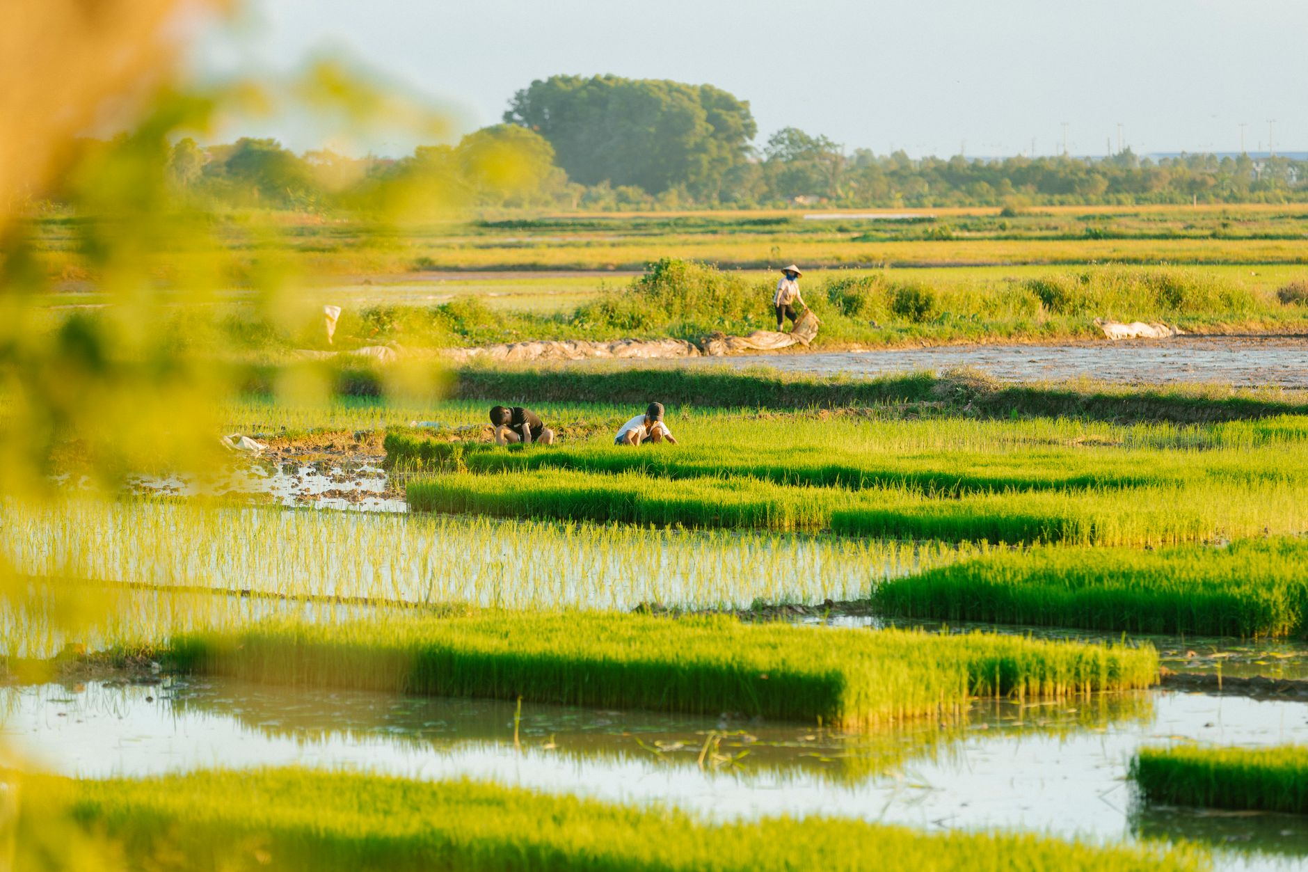 Marché du paddy à Amparafaravola