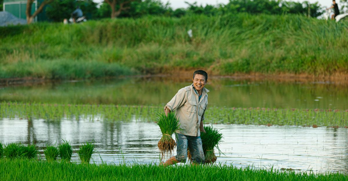 Photo: HONG SON / Pexels Minshan township agricultural cooperative in Jiangxi adopts duck-rice symbiosis farming across over 300 mu of land
