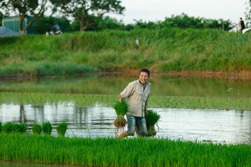 Free An Asian farmer happily works in a verdant rice paddy on a sunny day, showcasing traditional farming methods. Stock Photo
