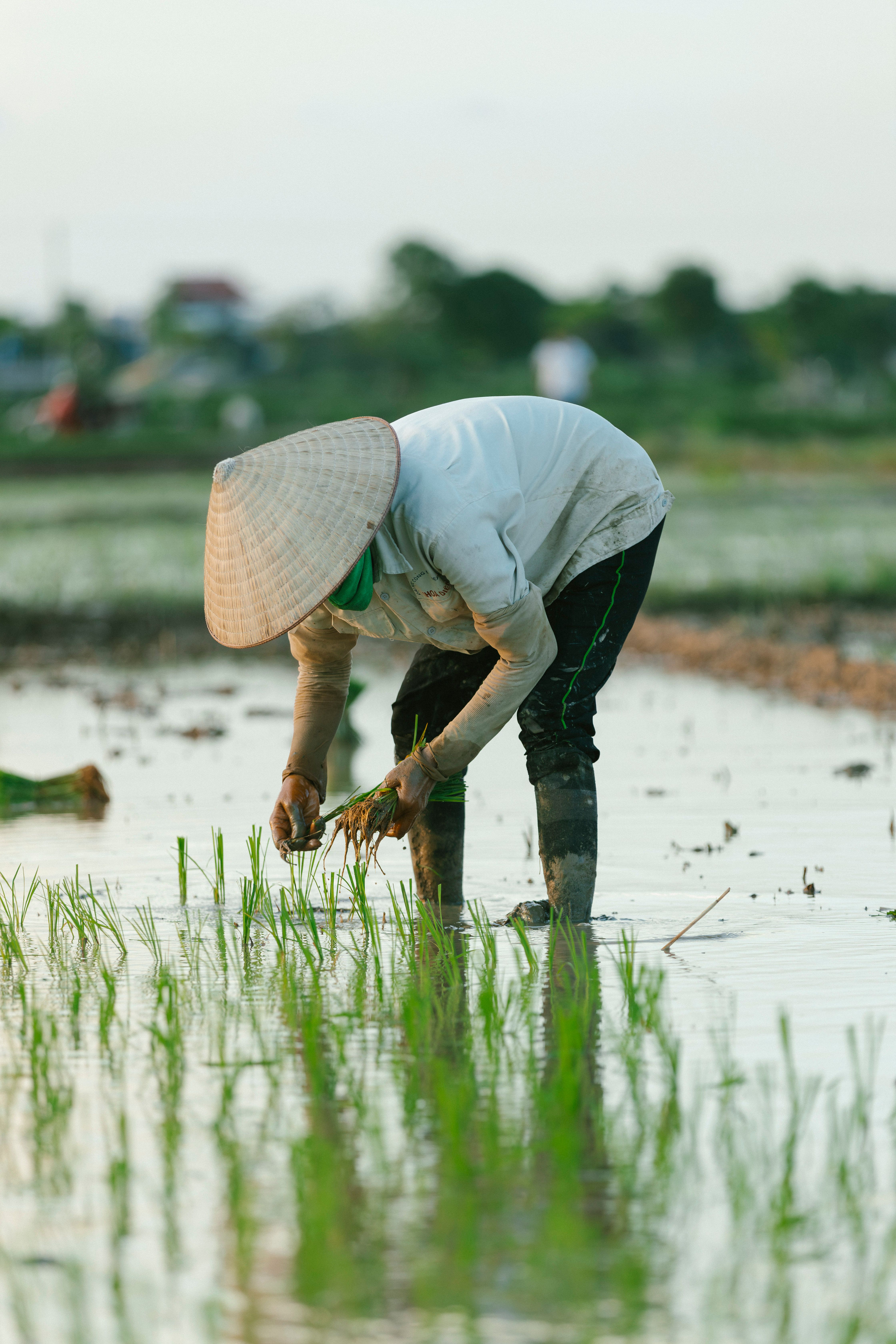 People Planting Rice on the Field · Free Stock Photo