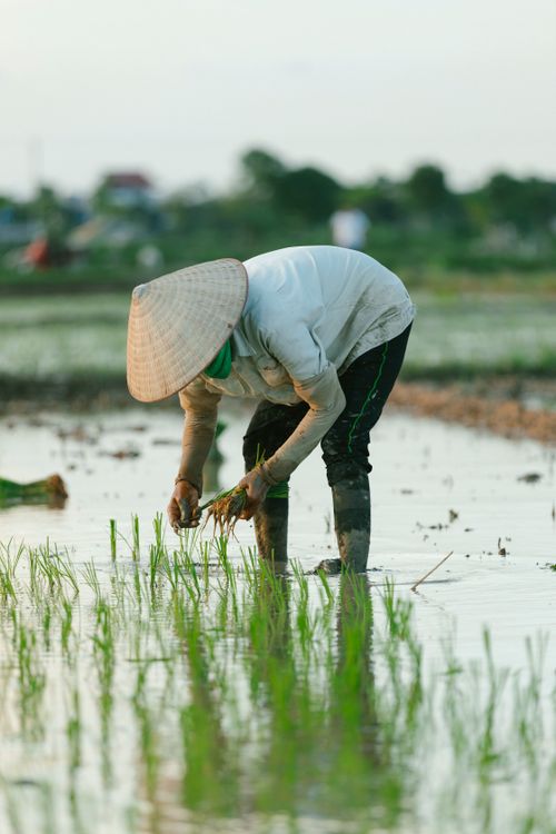 Free A farmer in a conical hat works in a flooded rice field, planting seedlings. Stock Photo