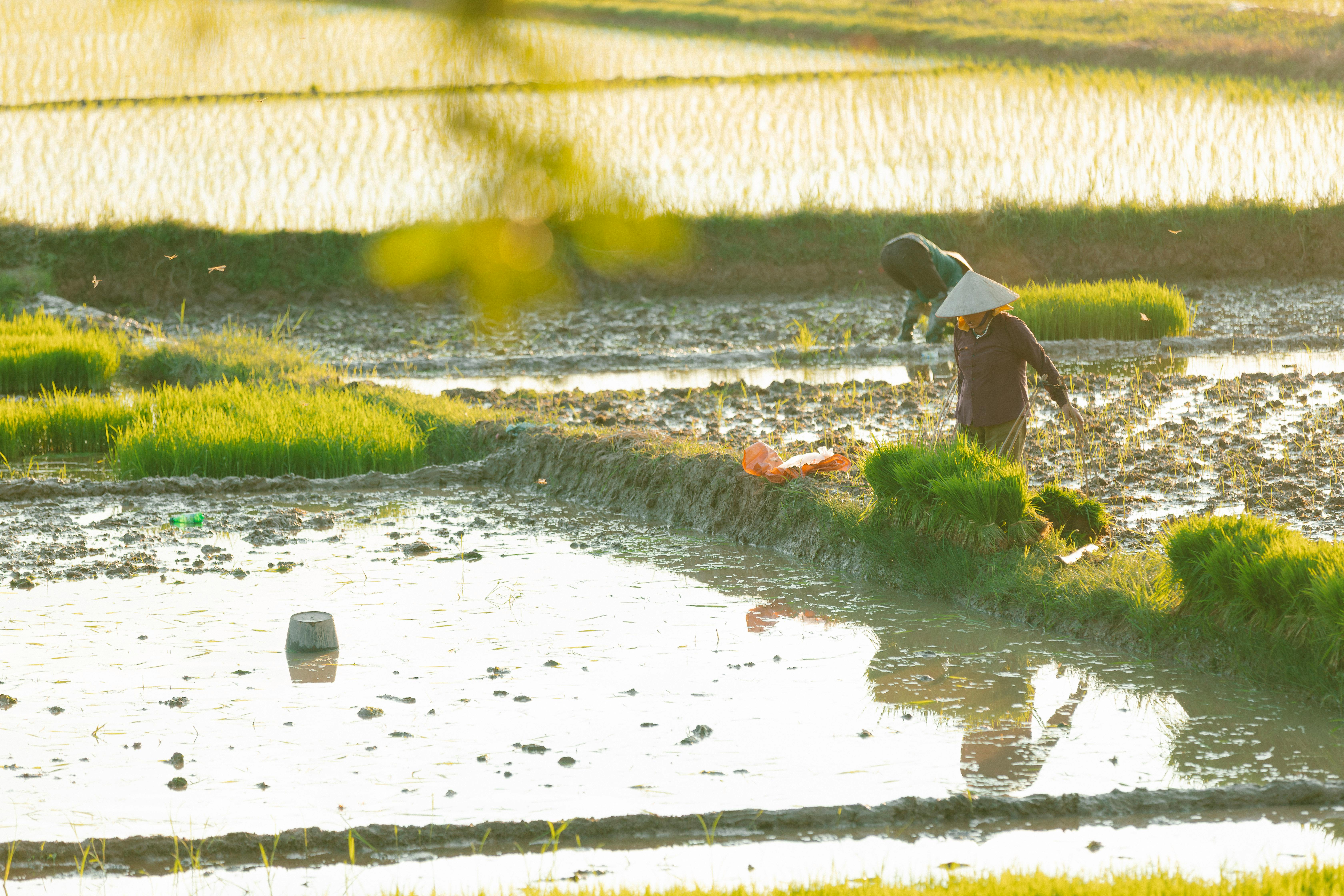 Two farmers tending to rice fields under bright sunlight, highlighting rural agricultural life.