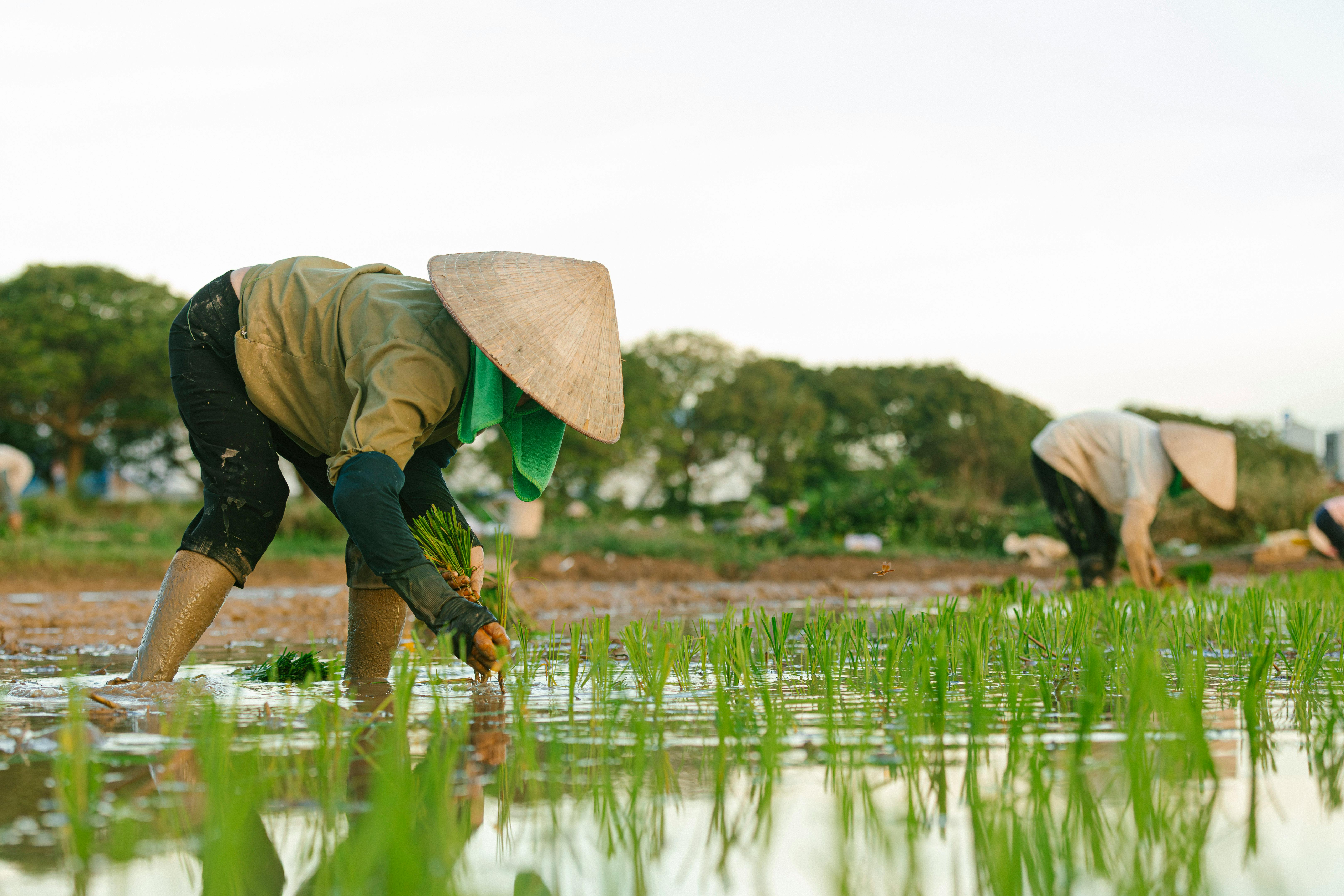 Healthy workers are ditching company insurance to save $1,000 a month — Photo by HONG SON on Pexels