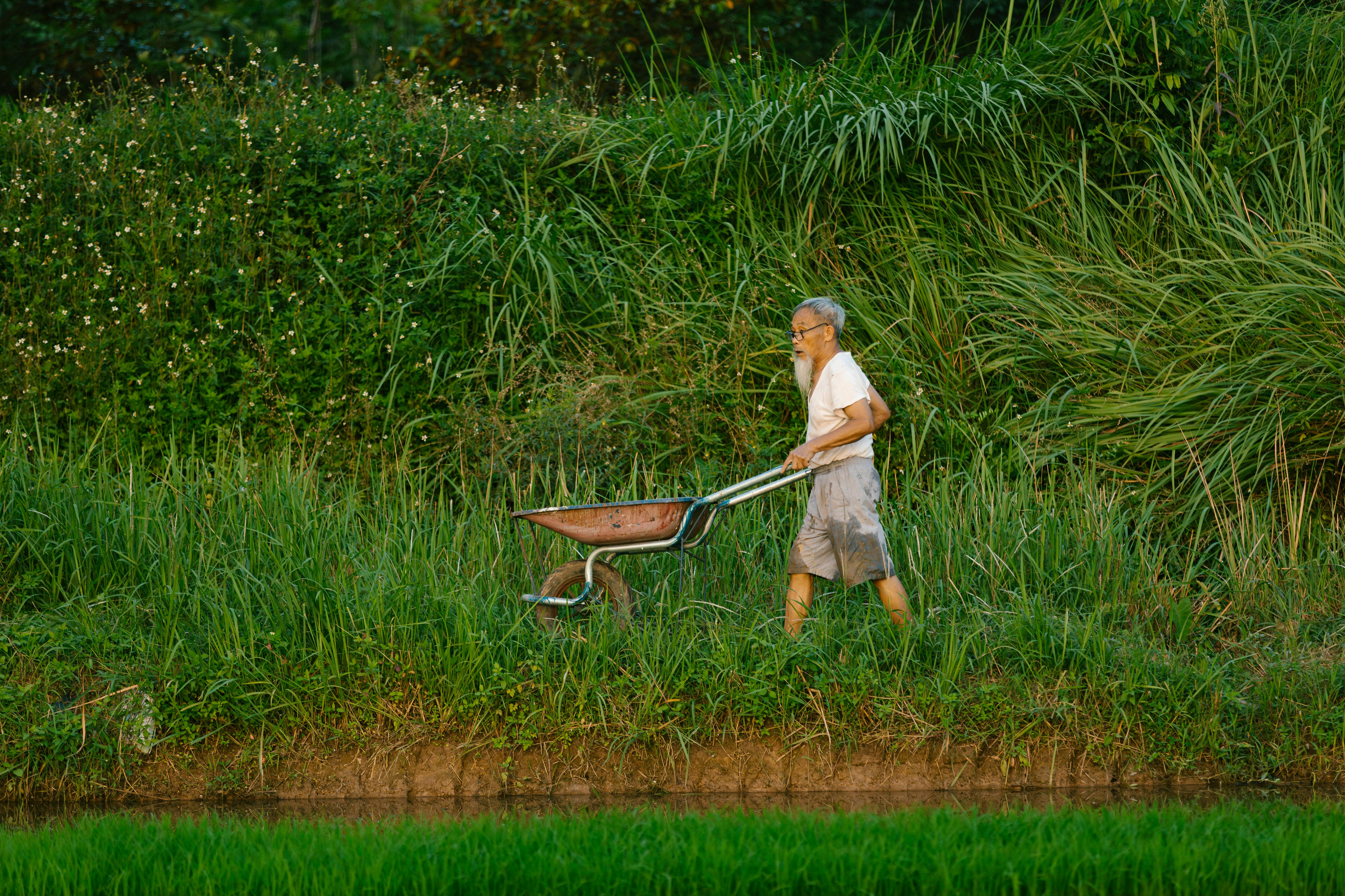 Senior man in a rural setting pushing a wheelbarrow through tall grass and greenery, reflecting a simple lifestyle.