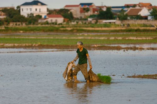 Free Elderly farmer wades through a rice field carrying seedlings, village in the background. Stock Photo
