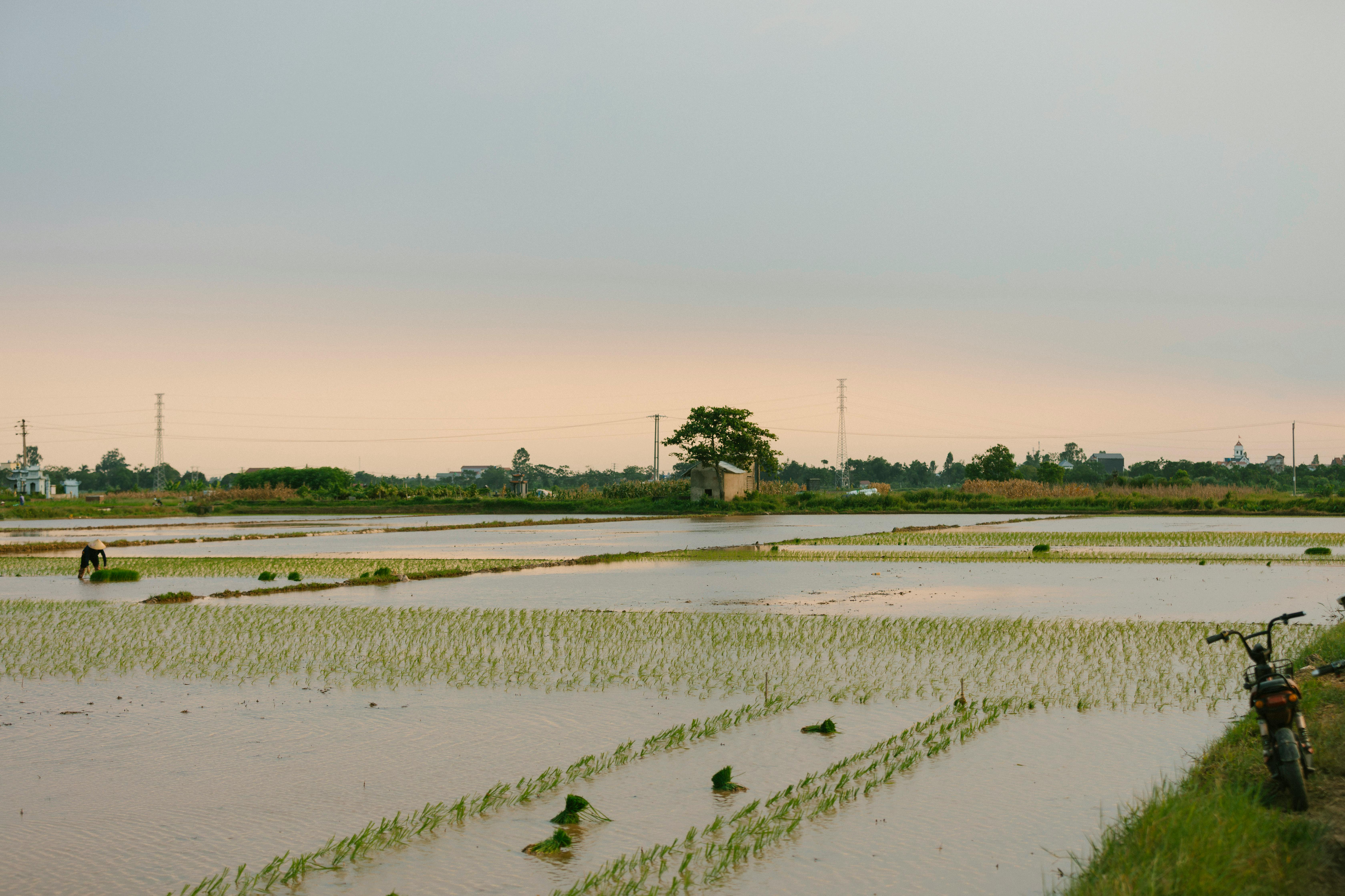 Peaceful scene of a rice field at dusk with a lone farmer working under soft sunlight.