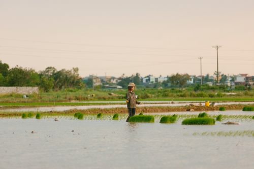 Free Farmer tending rice field with vibrant vegetation at sunset, depicting rural agricultural life. Stock Photo