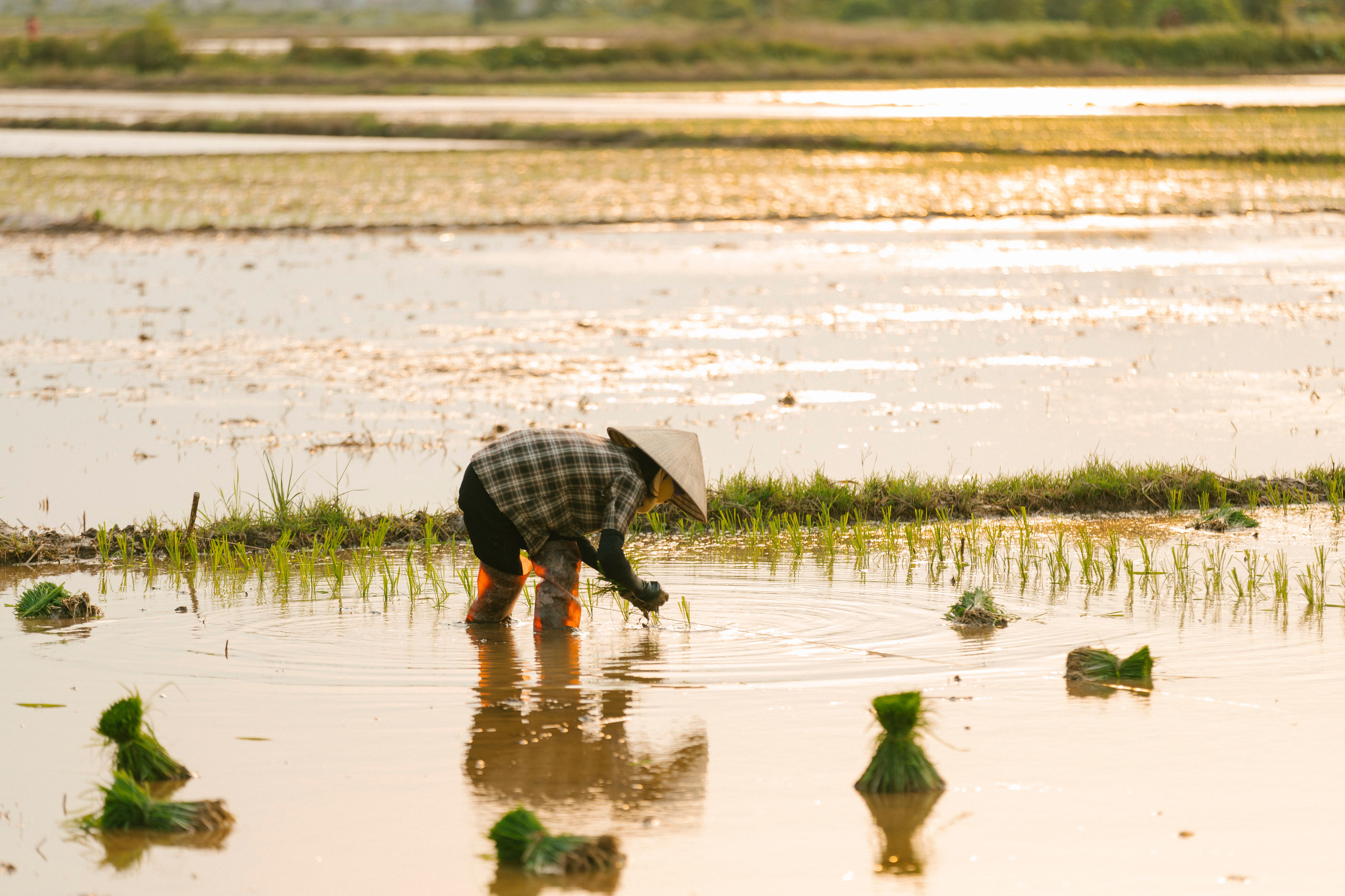 Rice's Methane Crisis Demands an Urgent Farming Shift