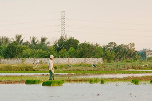 Free A lone farmer tending to a vibrant rice field at sunset, surrounded by lush greenery. Stock Photo