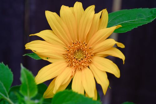 Free A detailed close-up of a blooming sunflower with vibrant petals and fresh green leaves, showcasing nature's beauty. Stock Photo
