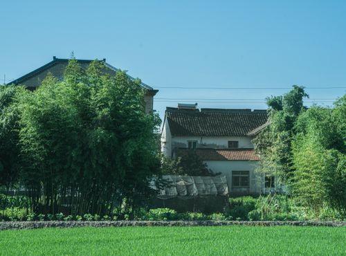 Free Charming traditional houses nestled amidst lush bamboo and green fields under a clear blue sky. Stock Photo