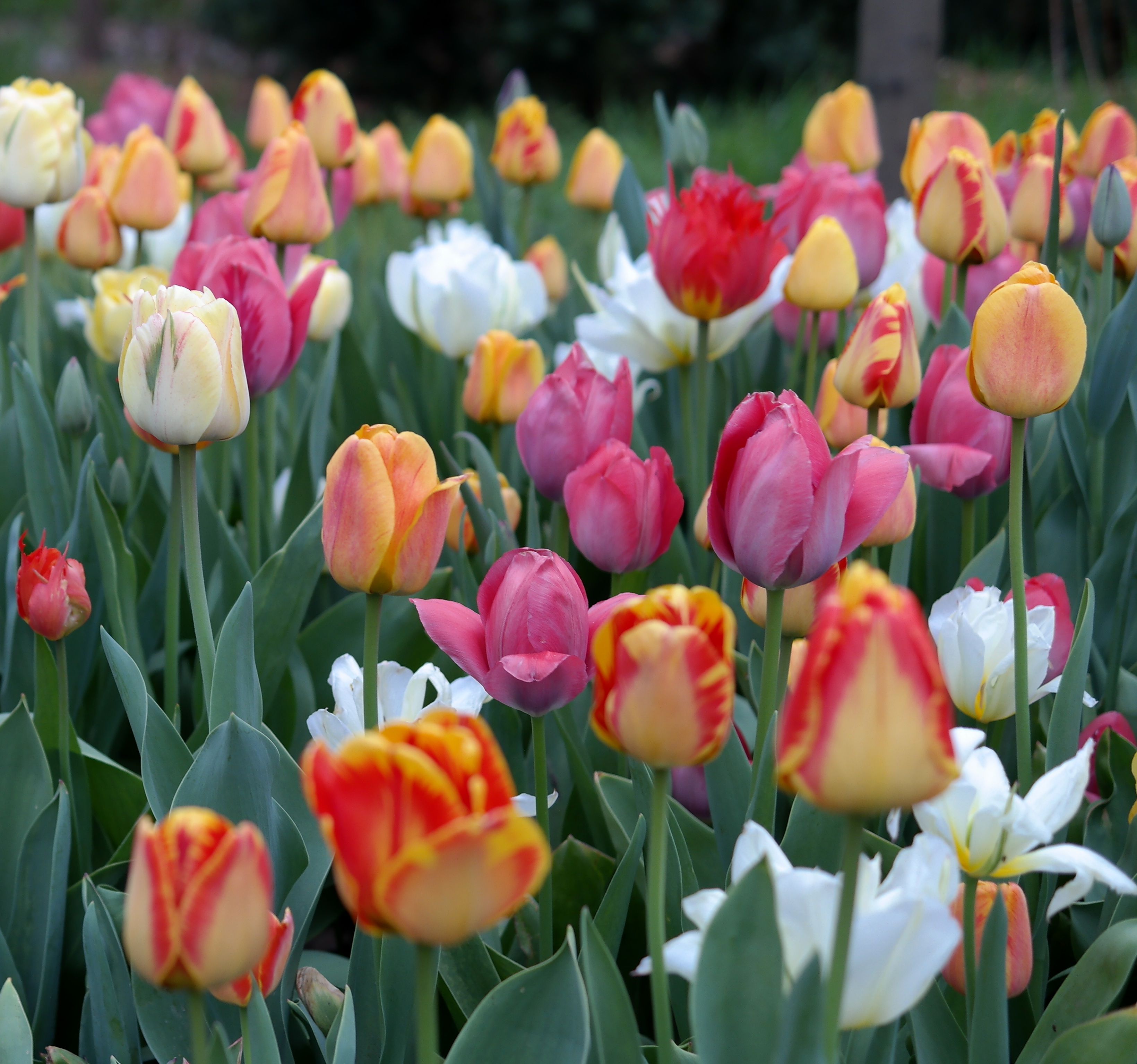 Gratis Un colorato campo di tulipani in piena fioritura in primavera, che mette in mostra varie tonalità di rosa, bianco e giallo. Foto a disposizione