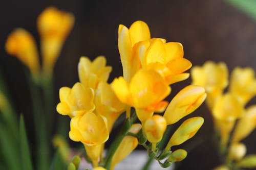 Kostenloses Stock Foto zu blume, gelben narzissen