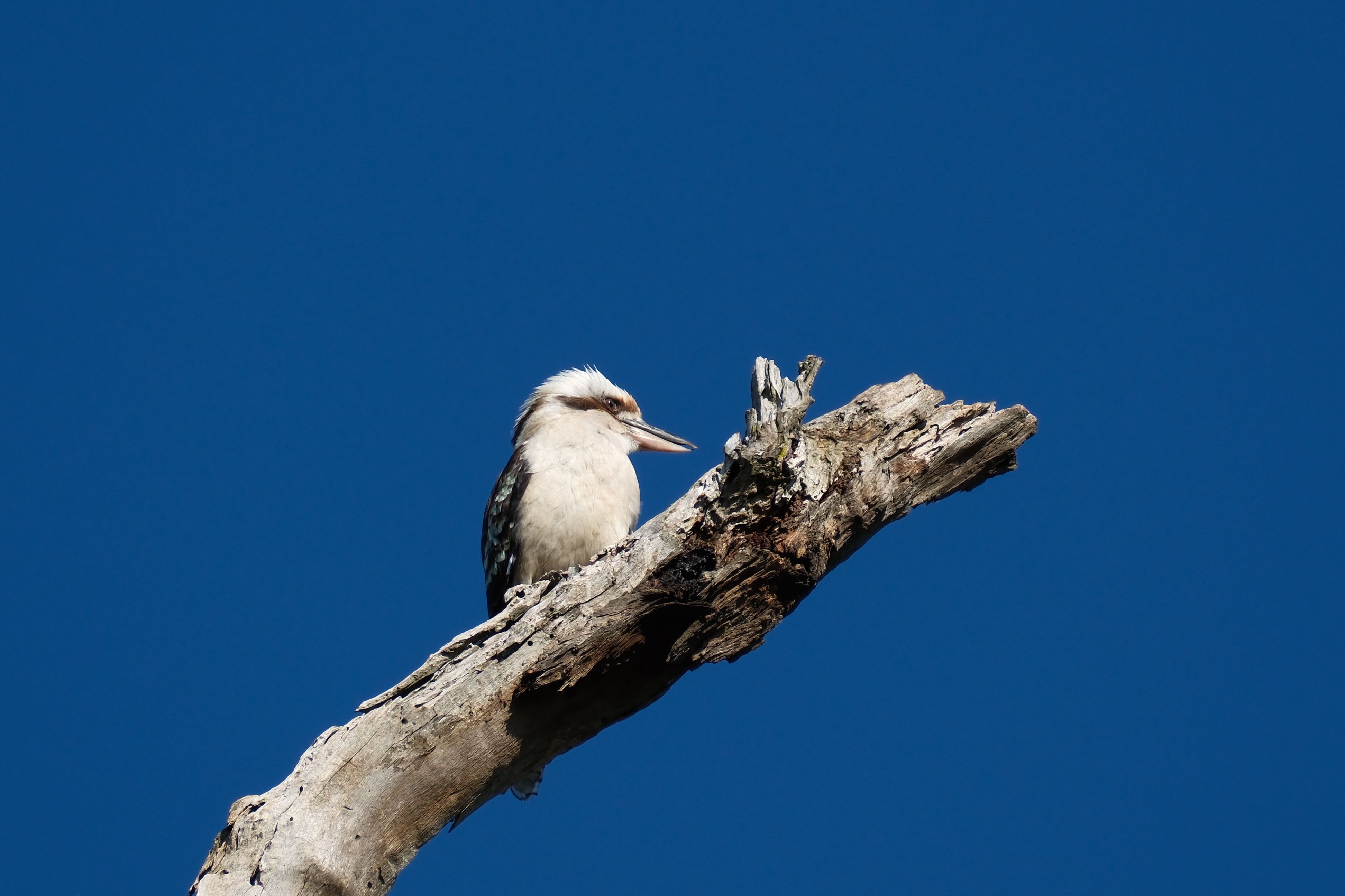 Foto de stock gratuita sobre al aire libre, ala, animal, árbol ...