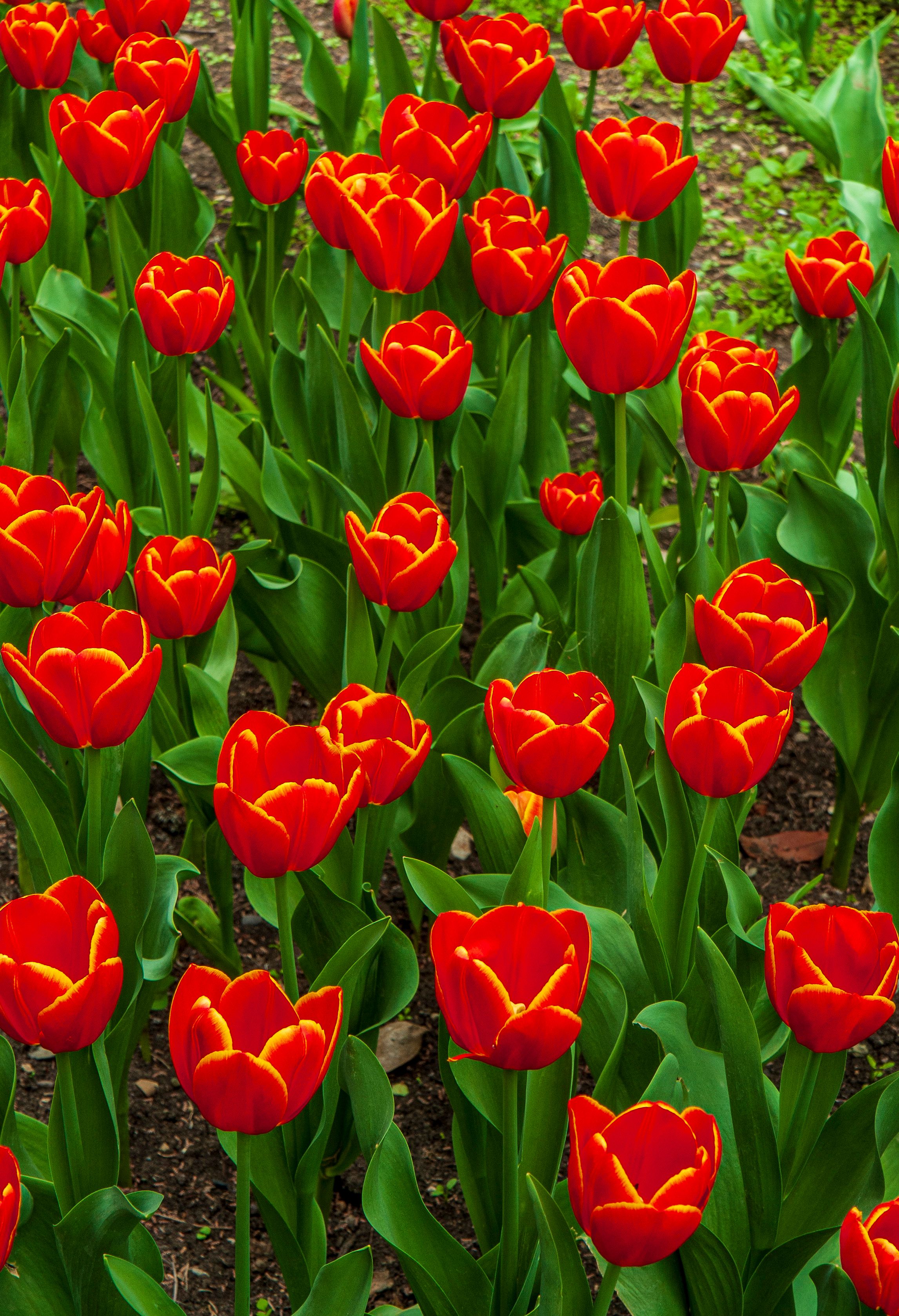 Vibrant Red Tulips in Full Bloom Outdoors · Free Stock Photo