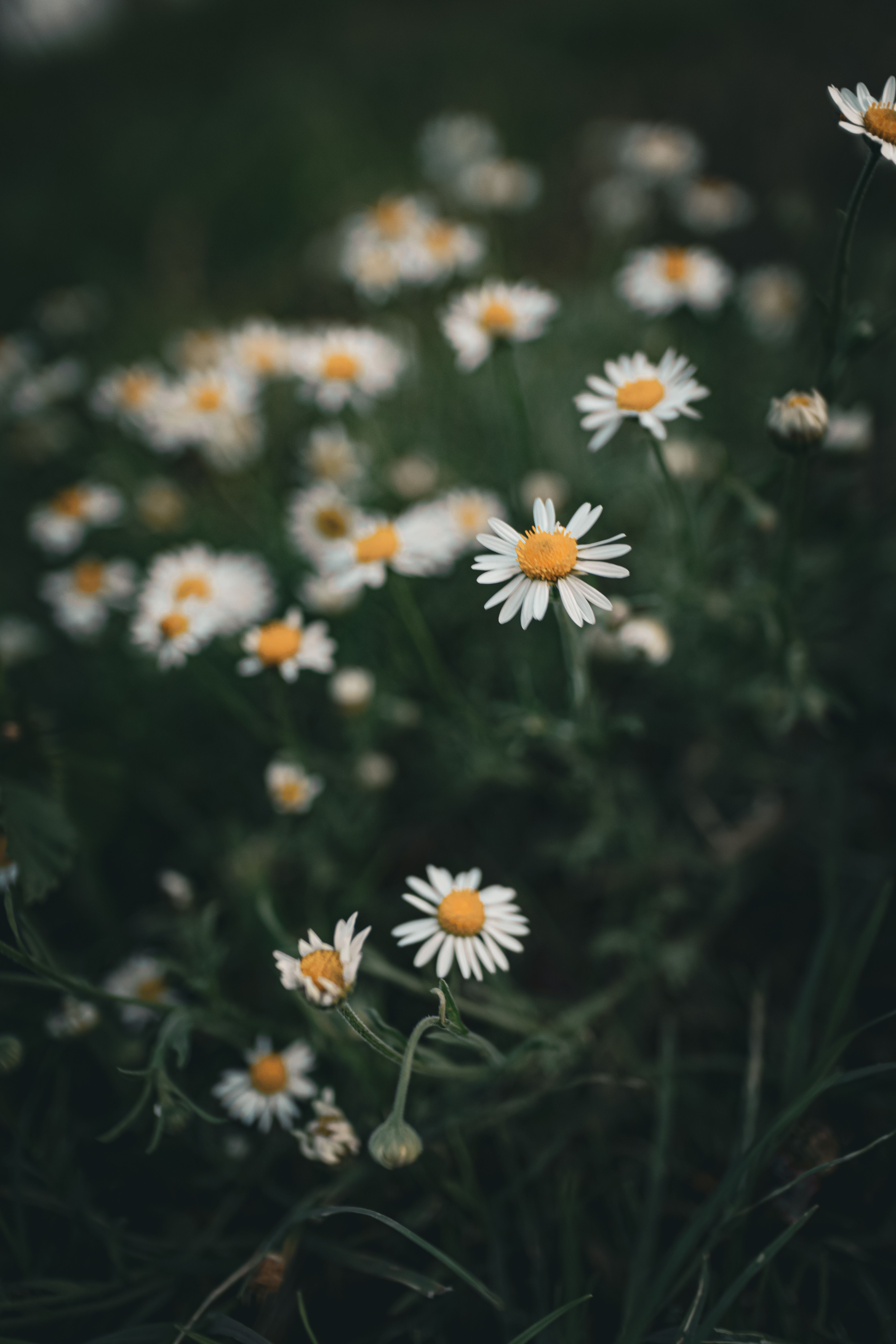 Close-up of Daisies in a Dark Field · Free Stock Photo