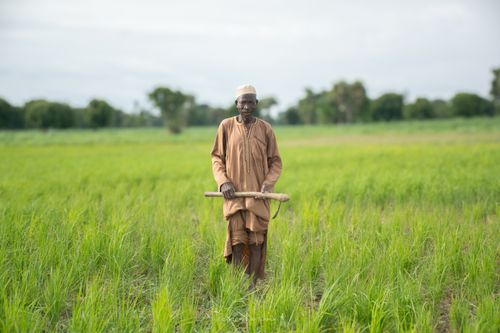 Free Elderly farmer in traditional attire working in a lush green field in Nigeria. Stock Photo