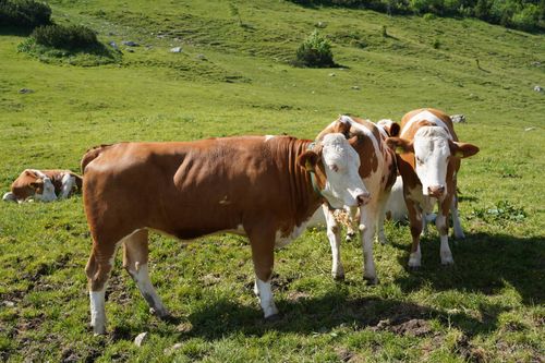 Free Three cows peacefully grazing in an alpine meadow in Aschau im Chiemgau, Bavaria. Stock Photo