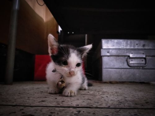 Free Cat Stock Photo