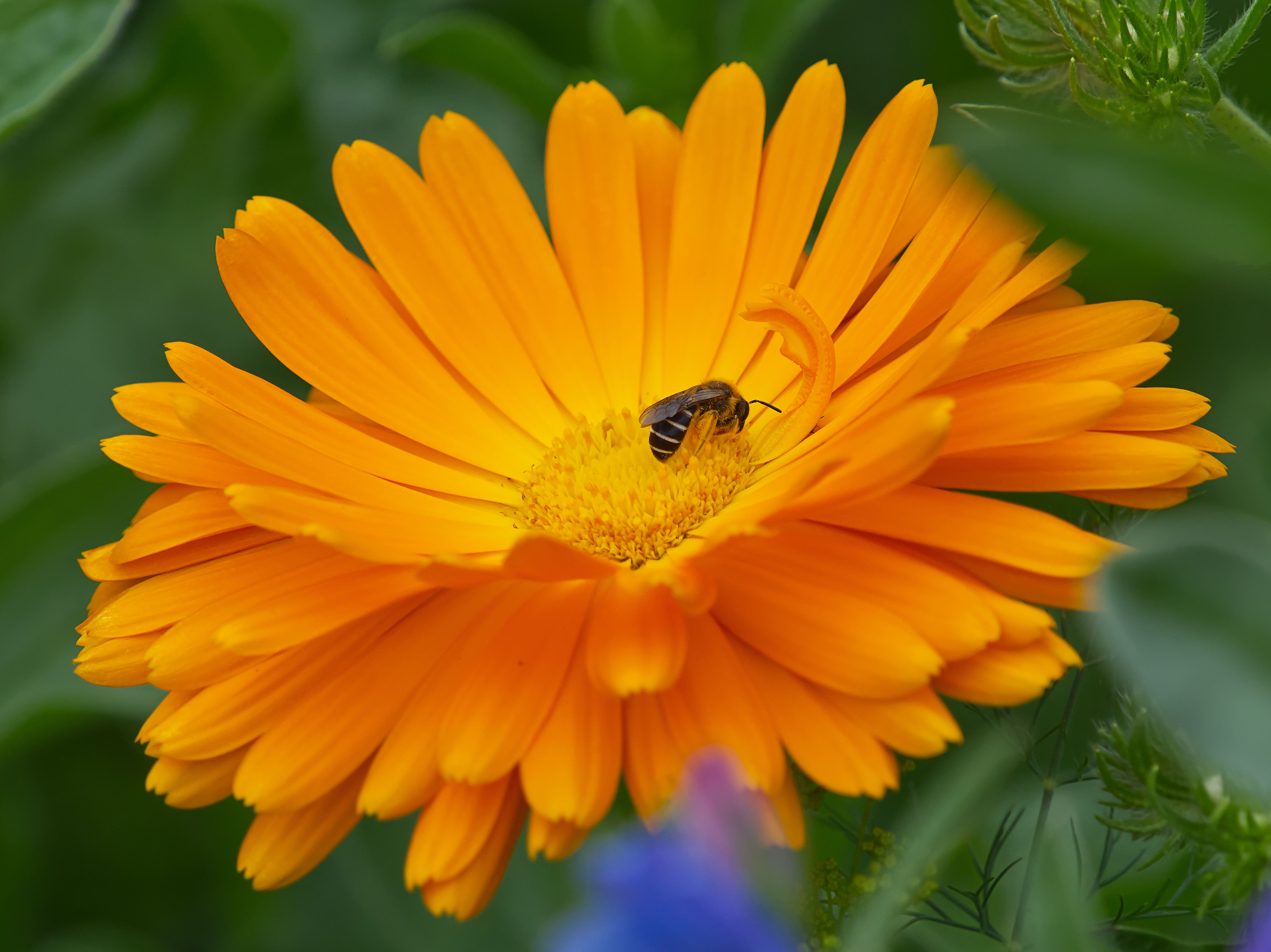 bee-on-vibrant-orange-calendula-flower-close-up-free-stock-photo