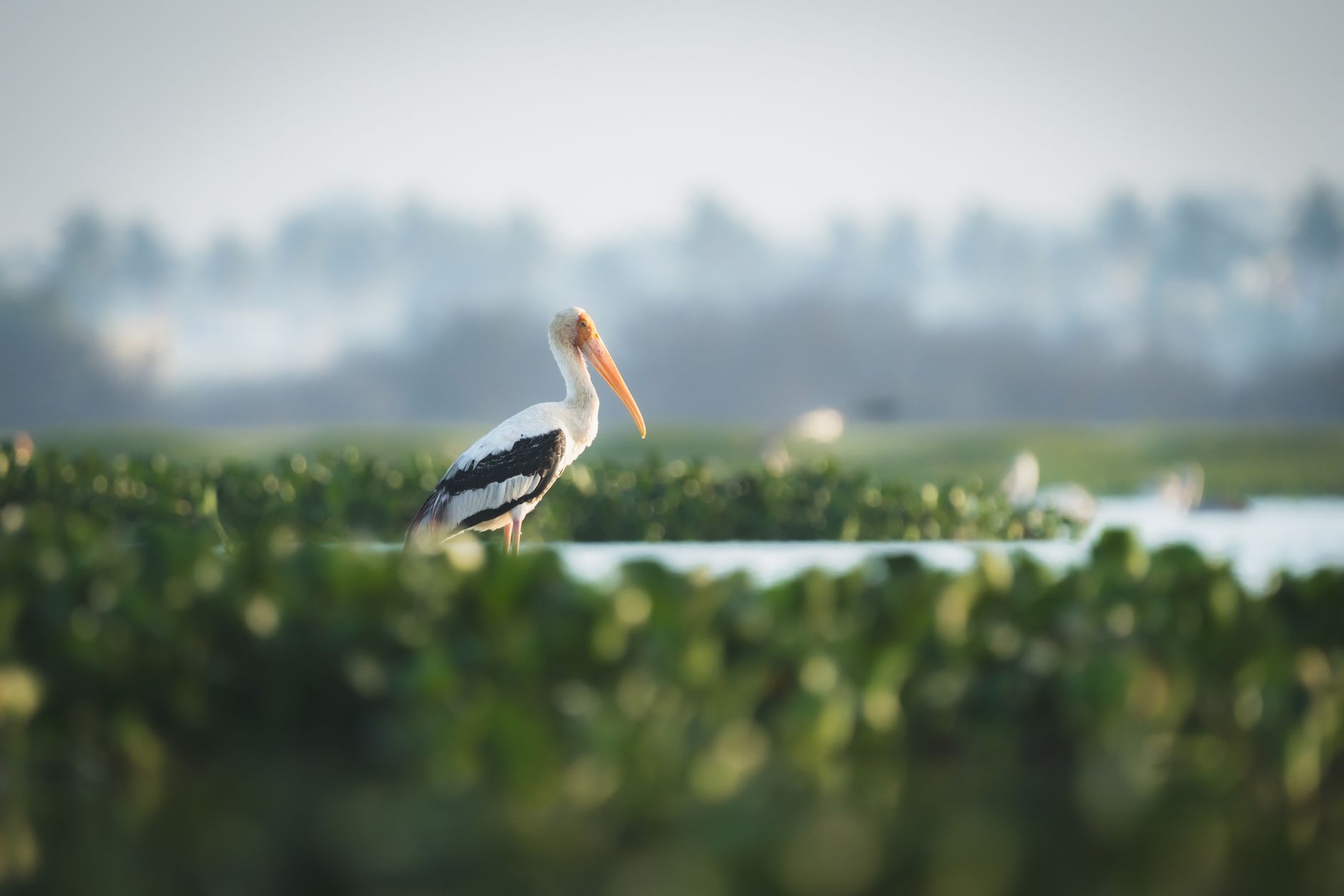 Sultanpur National Park installs AI cameras for bird migration monitoring