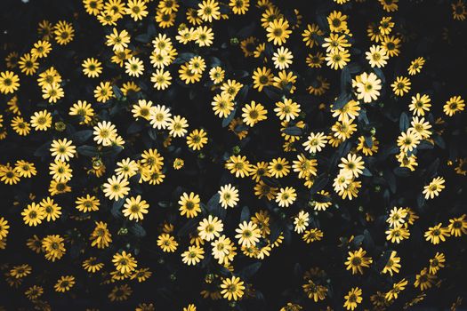 A bright cluster of yellow daisies in full bloom against a dark background, showcasing nature's vibrancy.