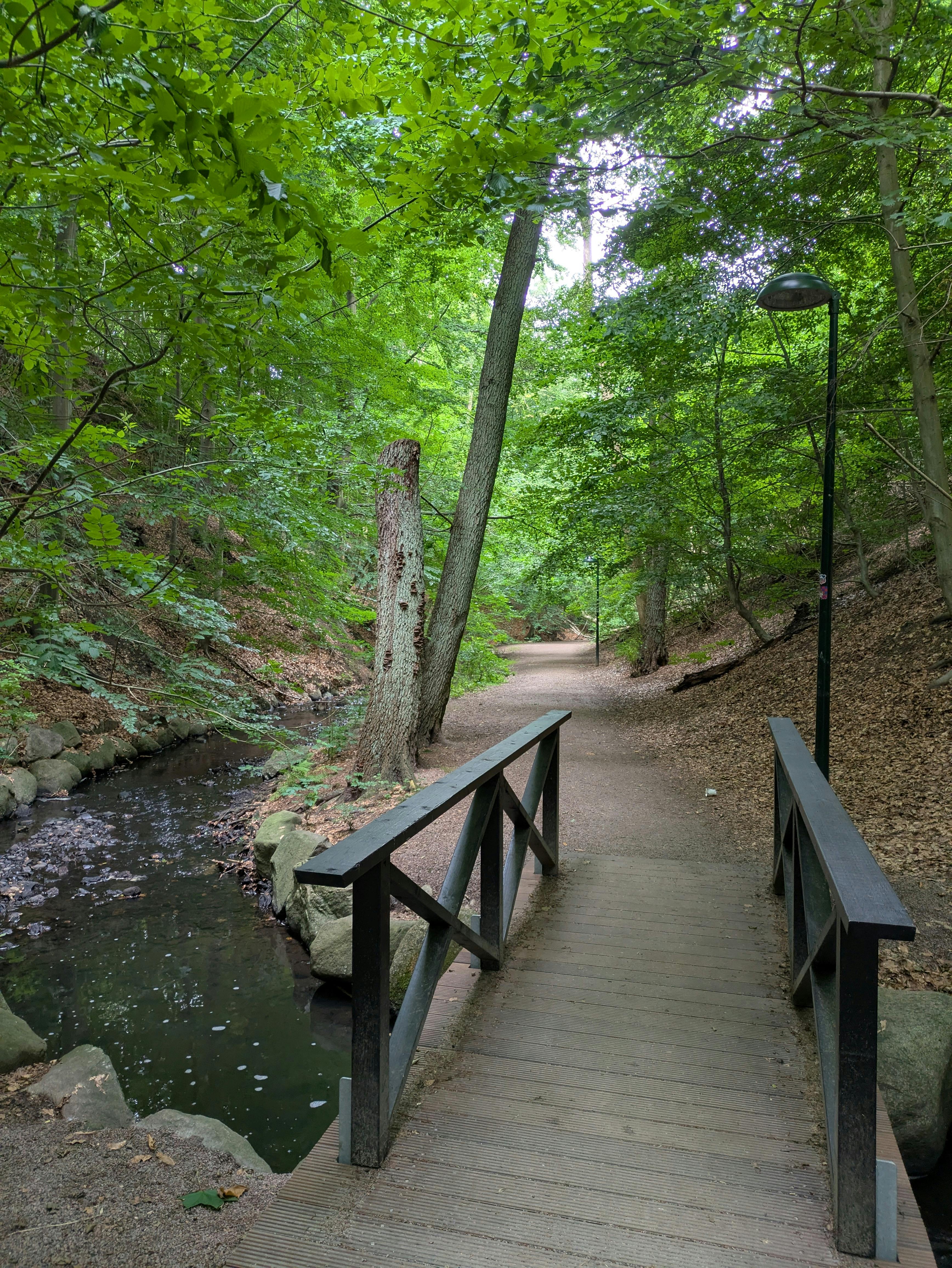  Forest Path with Wooden Bridge