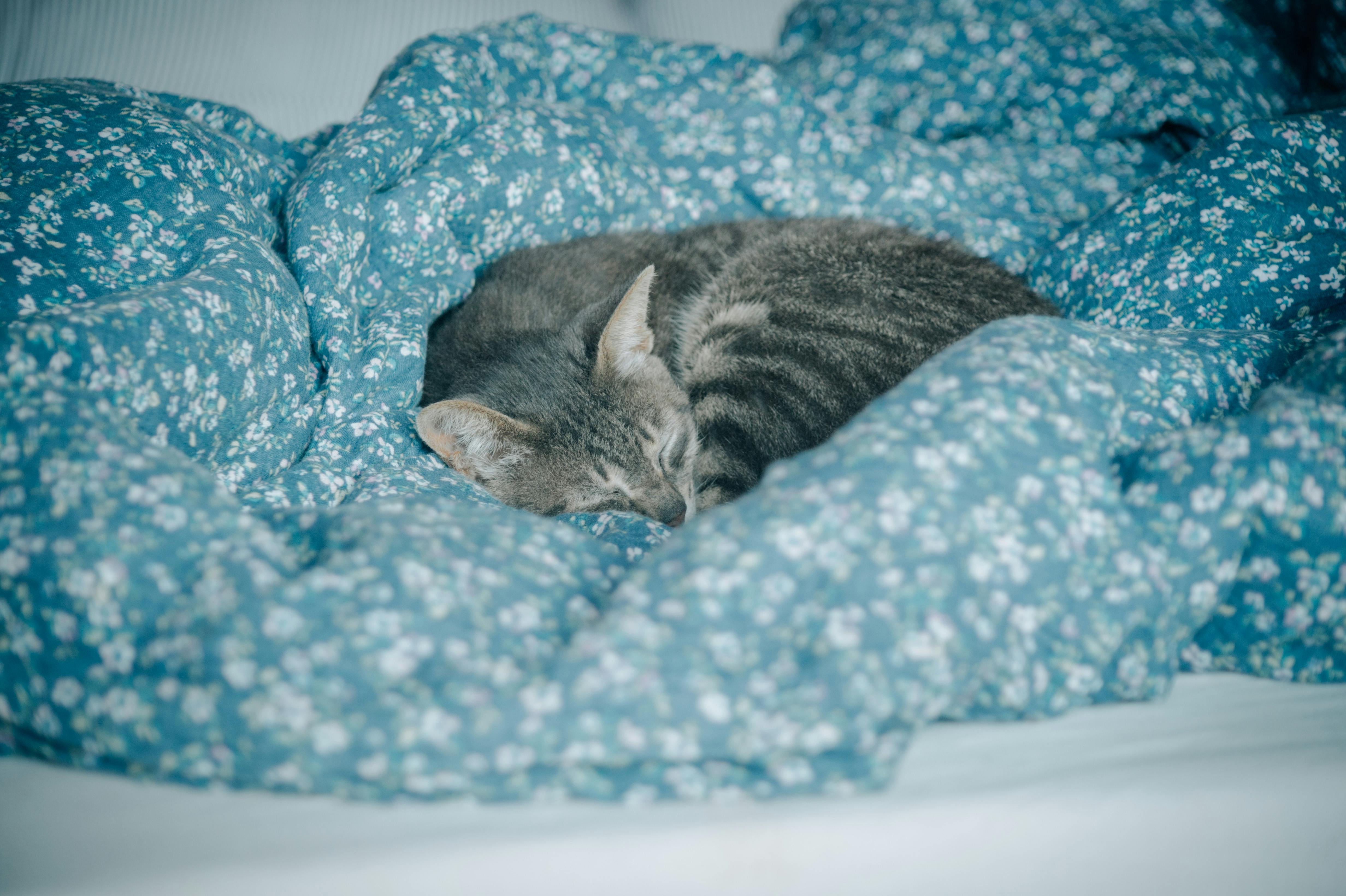 The Sleep Study That Could Change How Biohackers Think About Recovery — Photo by Dương Nhân on Pexels