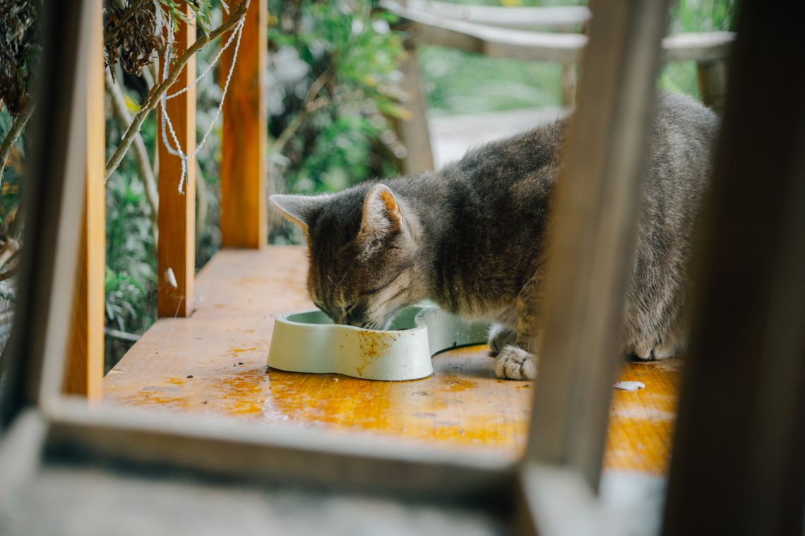 Tabby cat eating from a bowl placed on a wooden surface