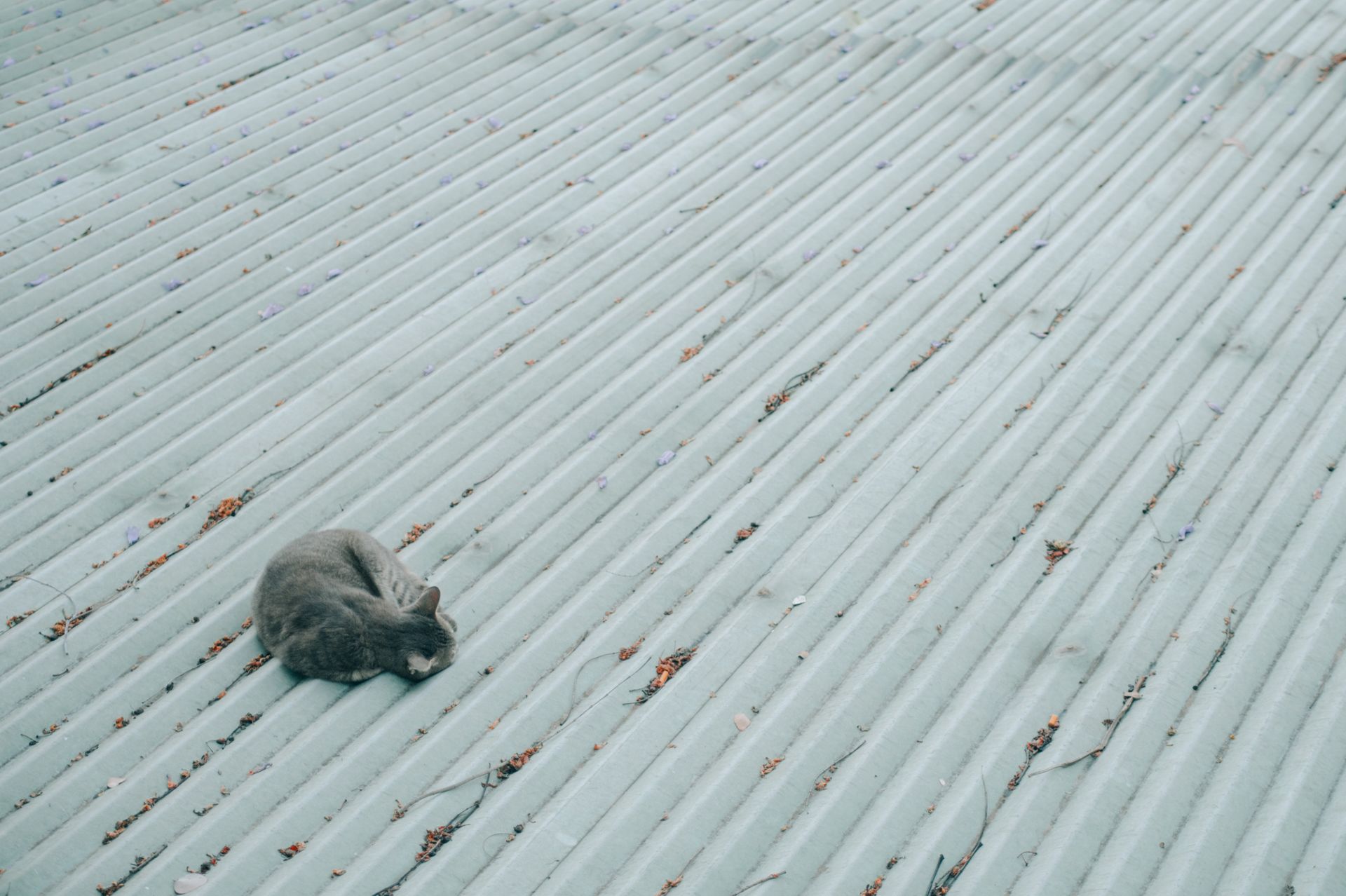 A serene gray cat sleeping on a corrugated metal roof with fallen leaves around.