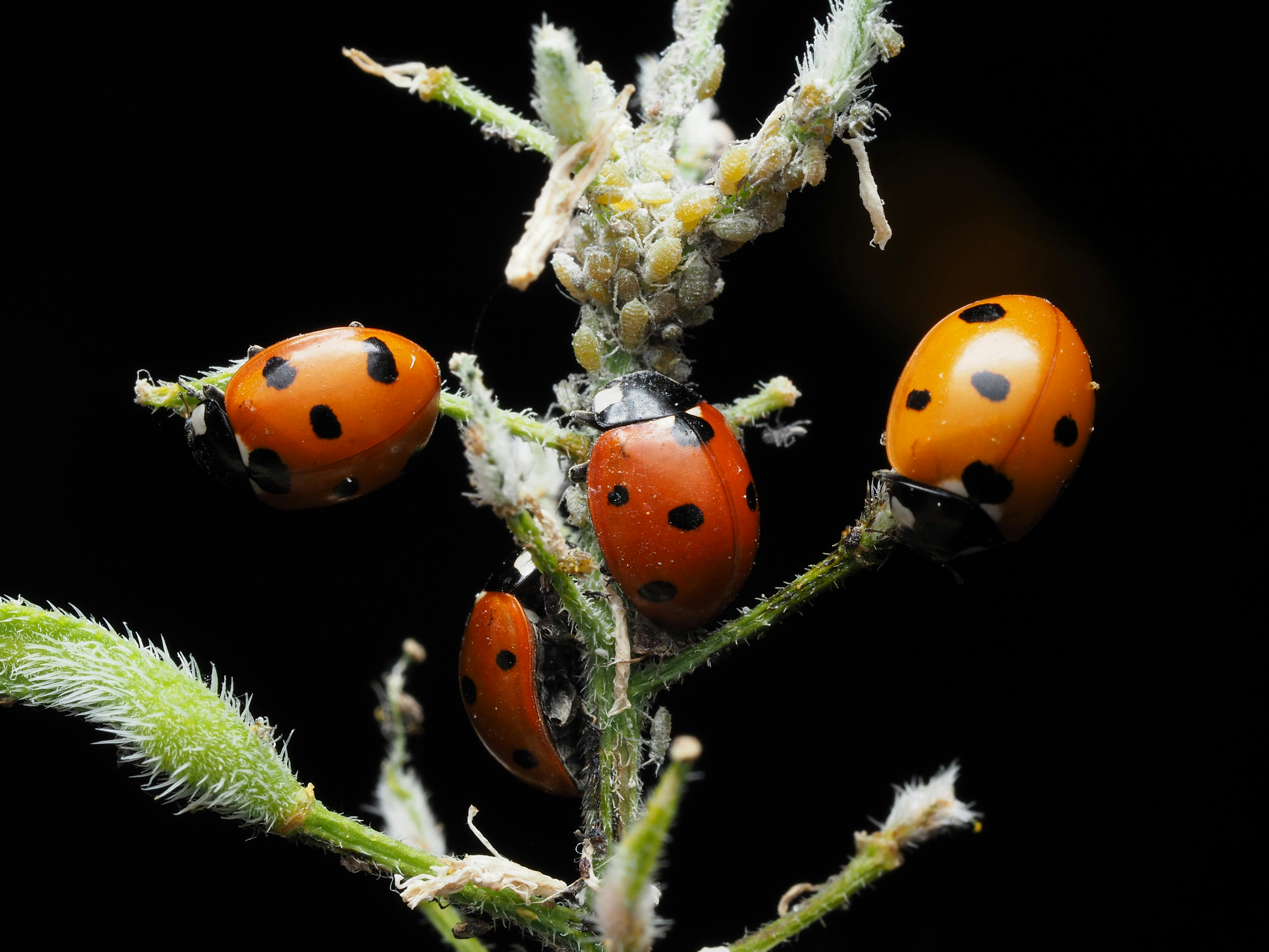 ladybird eating aphids