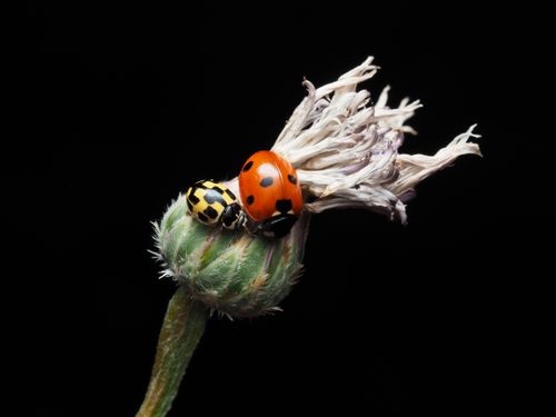 Free Detailed macro shot of ladybugs on a thistle bud against a black background. Stock Photo