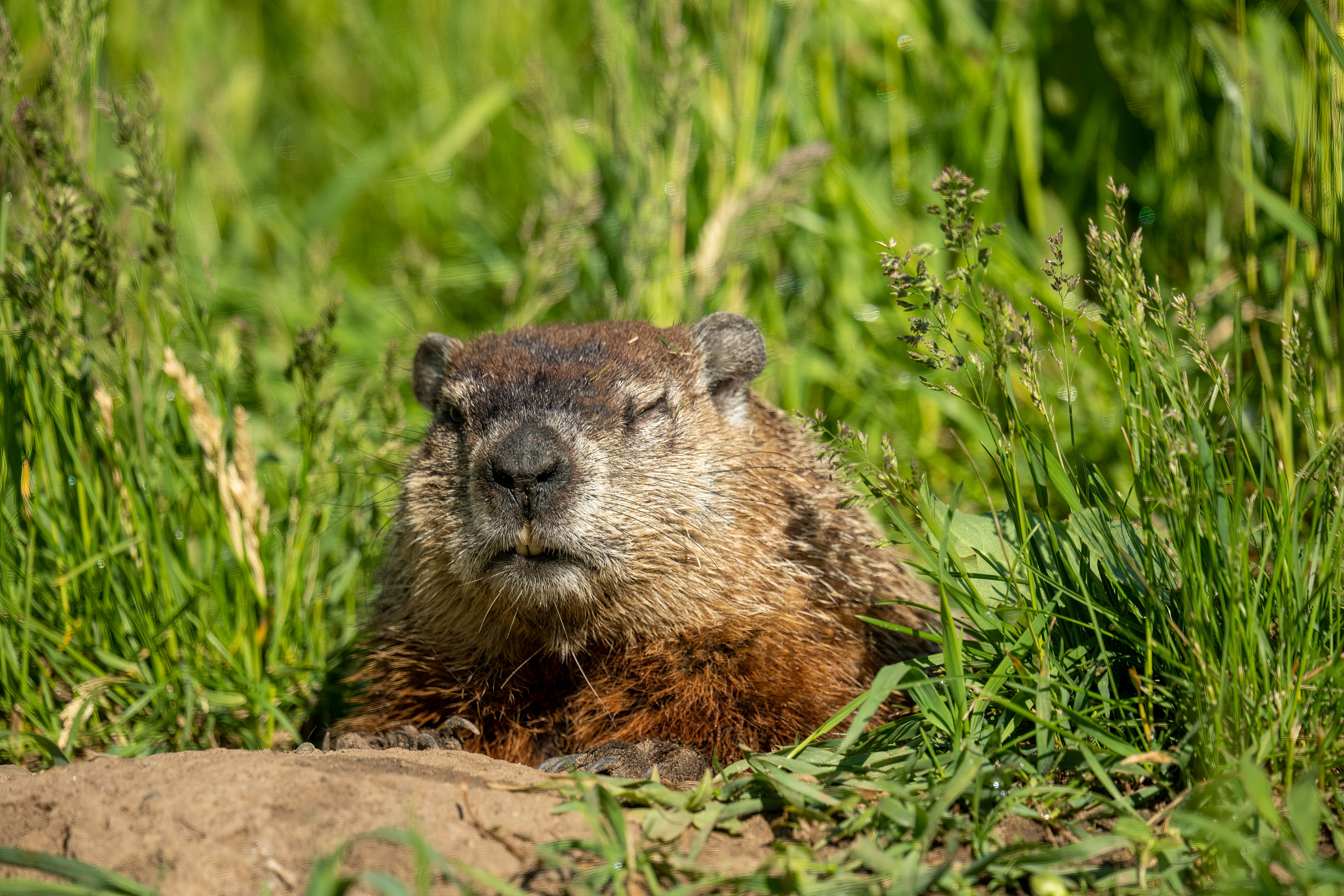 Wildlife Photography Comparison 2026: Best Camera ROI & Costs