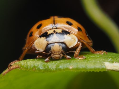 Free Macro shot of a ladybird beetle on a green leaf, showcasing intricate details. Stock Photo