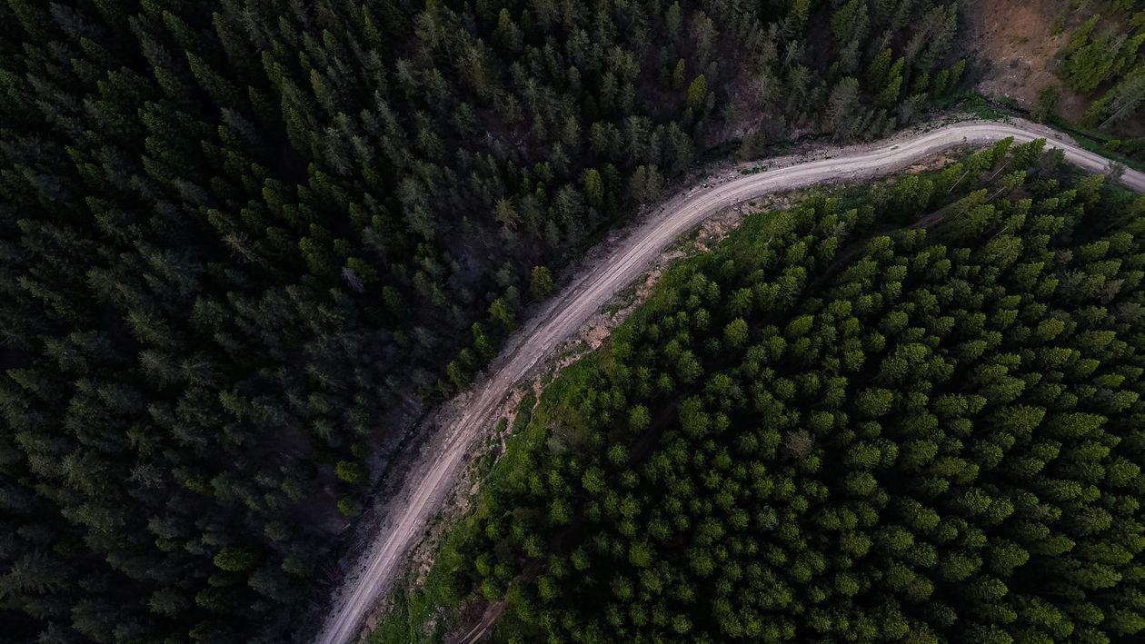 Aerial View of Serpentine Forest Road and Dense Trees · Free Stock Photo