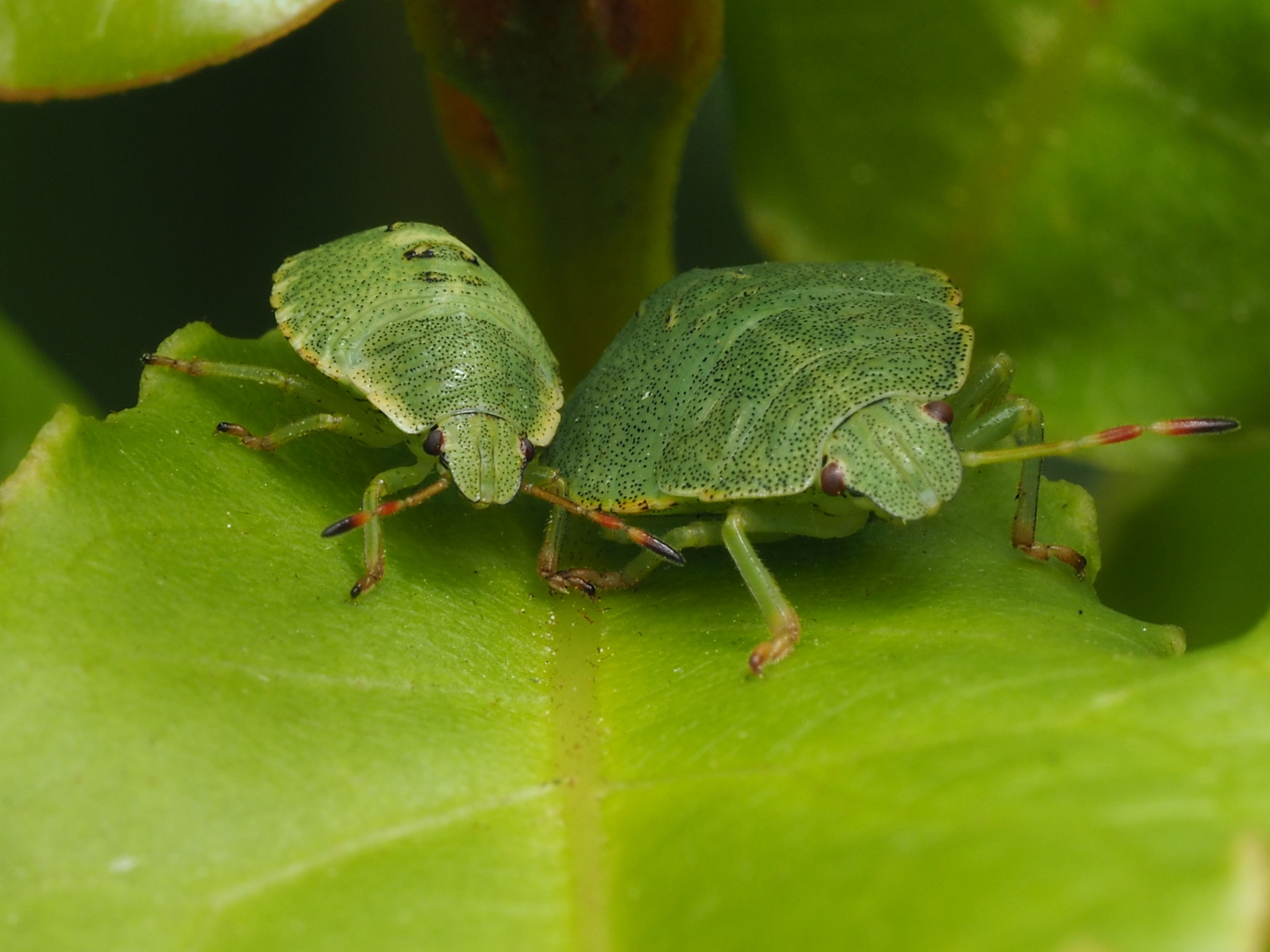 Close-up macro photograph of two green shield bugs resting on a leaf, showcasing intricate details.