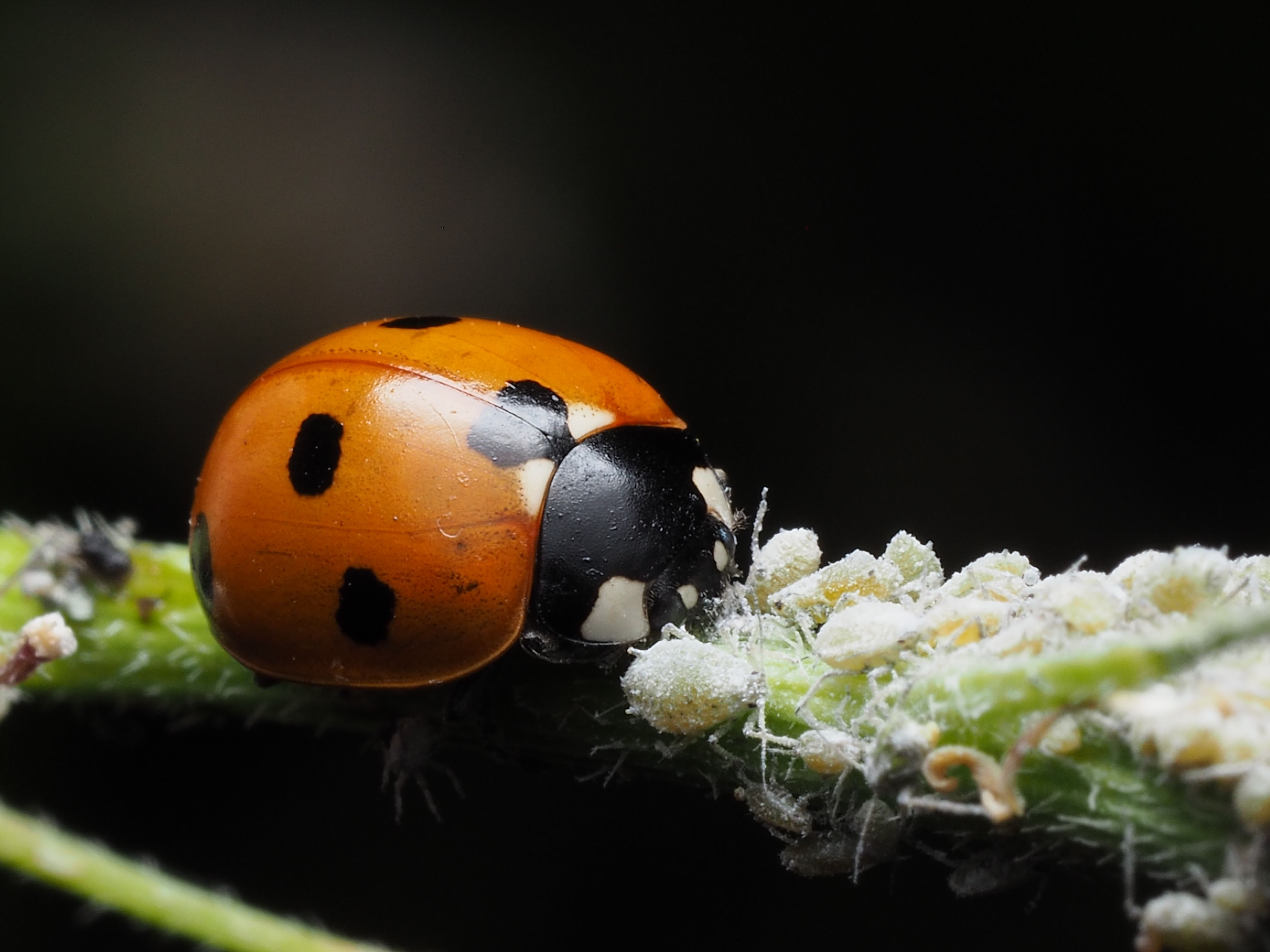 Close-up of a Ladybird Interacting with Aphids on a Plant · Free Stock ...