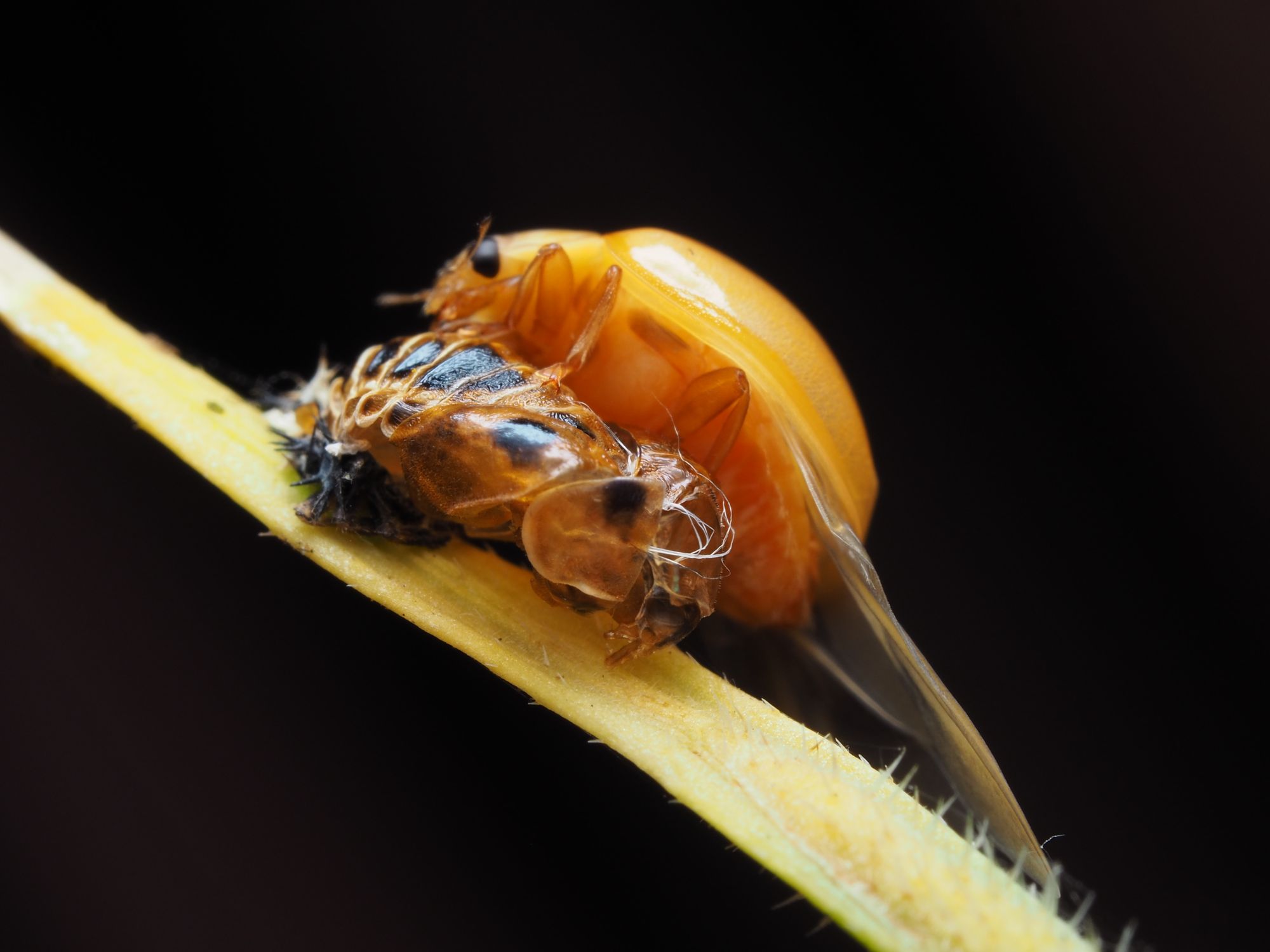 Close-up of Ladybug Emerging from Shell · Free Stock Photo