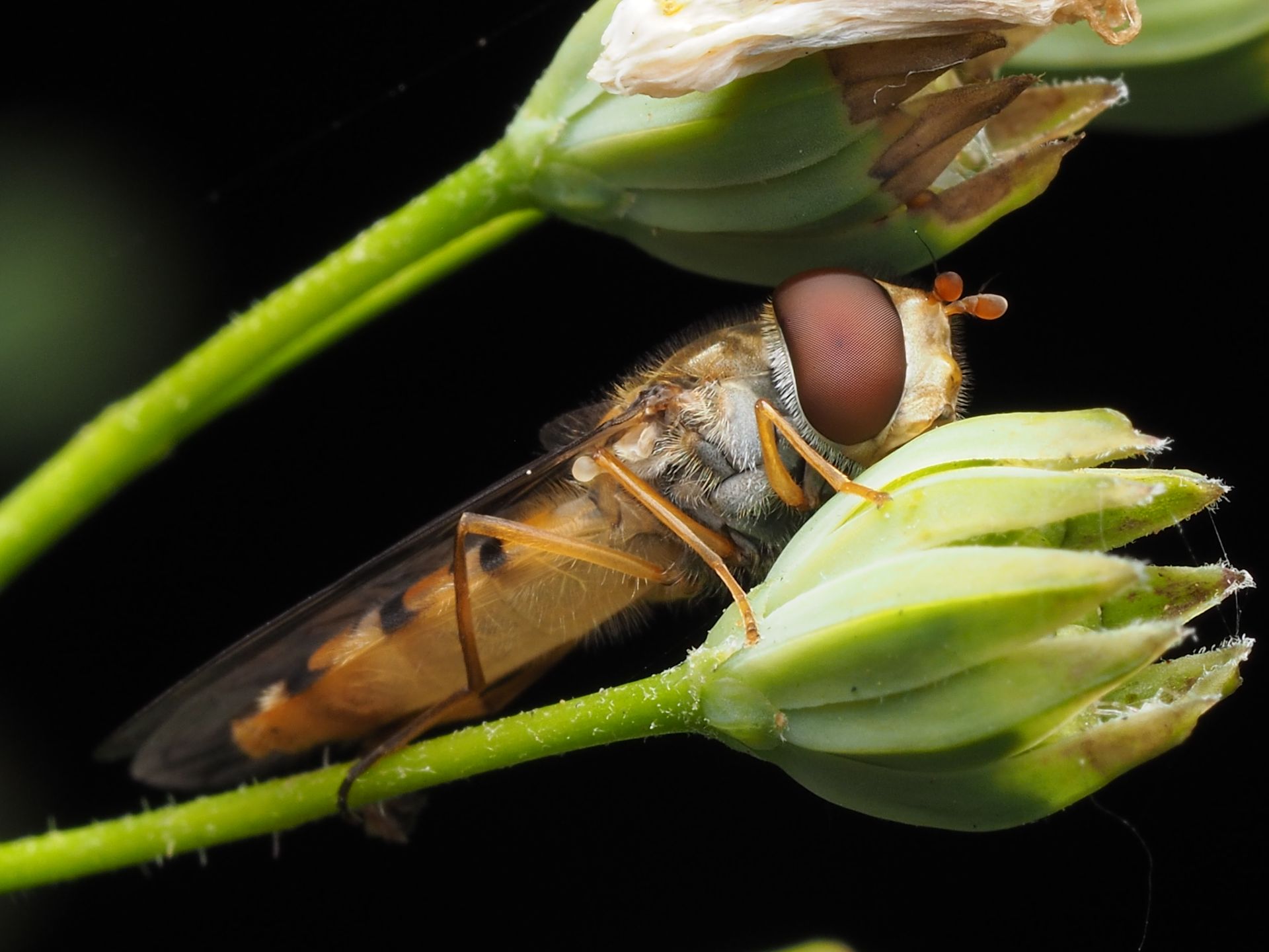 Close-up macro image of a hoverfly resting on green flower buds, showcasing intricate insect details.